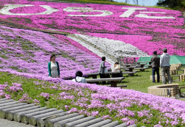 田村 芝 桜 平